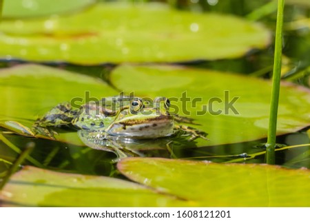 One green Frog in Water 
