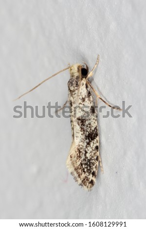 European grain worm or European grain moth Nemapogon granella is a species of tineoid moth. It belongs to the fungus moth family (Tineidae), Common pest of stored products and pest in homes