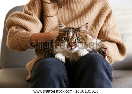 Portrait of cute domestic cat with green eyes lying with owner at home. Unrecognizable young woman petting purebred straight-eared long hair kitty on her lap. Background, copy space, close up. Royalty-Free Stock Photo #1608135316