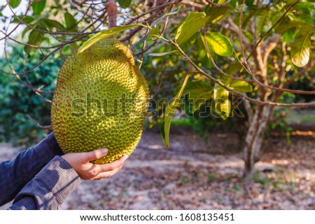 Fresh jackfruit tree and their leaf in background. young Jackfruits.In the garden. Gardeners are holding in their hands.