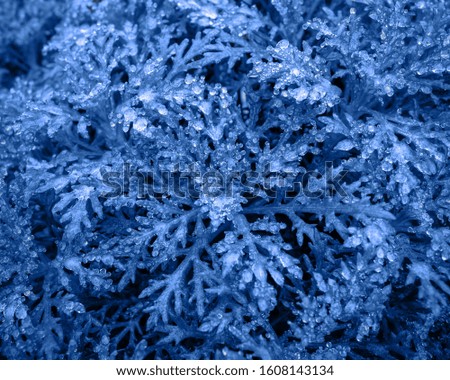 Classic blue 2020 year color. leaves with frozen drops, ice on their surface. floral background.