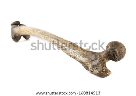 old bone isolated on white background Royalty-Free Stock Photo #160814513