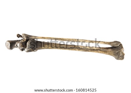 old bone isolated on white background Royalty-Free Stock Photo #160814525