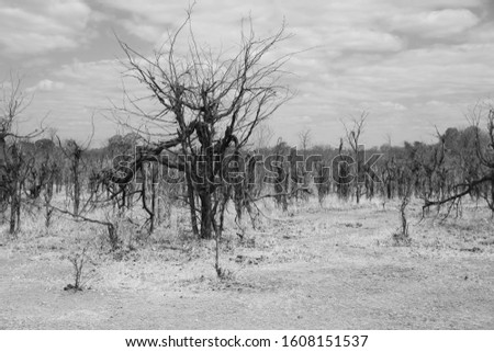 Monochrome picture of forest at South Luangwa National Park, Zambia, Africa during hot summer season.