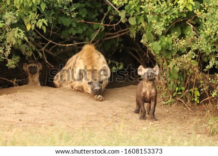Spotted hyena mom and her cub by their den.