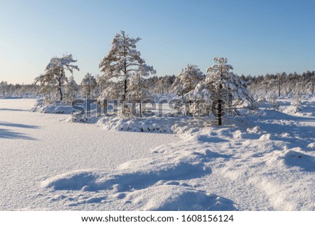 Snowy sunny winter day in forest