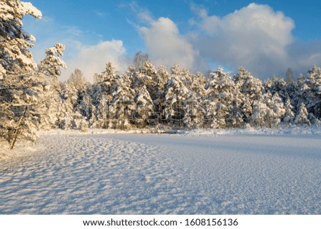 Snowy sunny winter day in forest