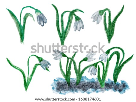 Set of watercolor snowdrops isolated on white background. Cartoon hand-drawn flowers, concept of early spring, March holidays