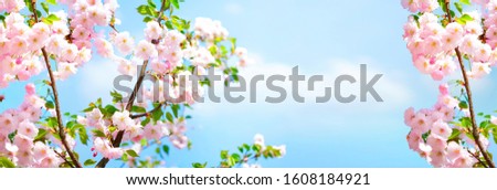 Branches blossoming cherry on background blue sky and white clouds in spring on nature outdoors. Pink sakura flowers, amazing colorful dreamy romantic artistic image spring nature, banner format.