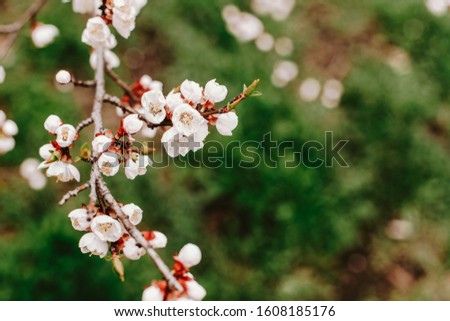 Spring Background, blossom, bokeh with vintage filter