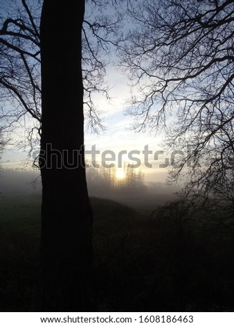        Winter sunrise with fog and silhouettes of trees in the foreground, with colors black,  blue, yellow, orange and white                                          