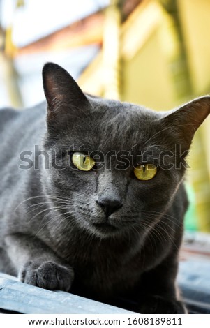 Cute black cat has bright yellow eyes, warmed by sunlight on a zinc roof.