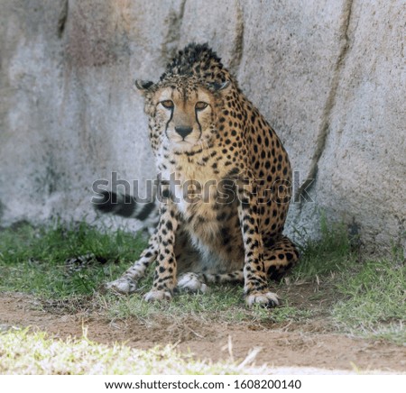 Wild Animal Cheetah or Tiger in Jungleo