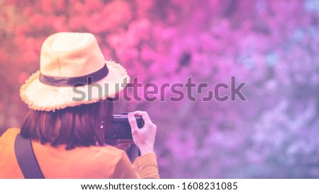 Asian woman traveler take photos by camera with cherry blossoms tree. Women traveler use camera take a photo cherry blossoms or sakura in full bloom