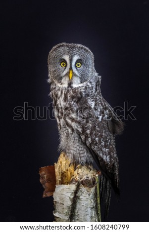 Great grey owl with black background
