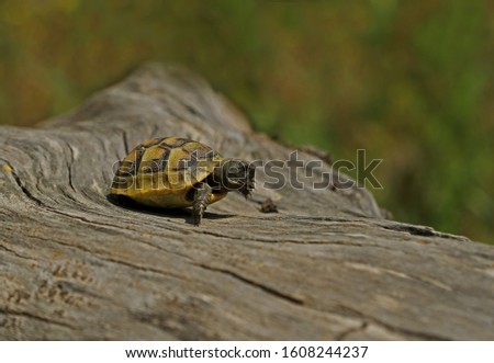 Cute little turtle cub on tree stump.