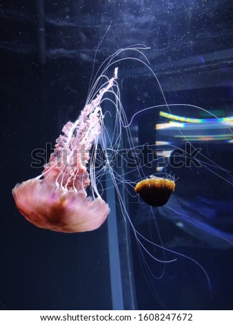 The Jellyfish at the Aquarium(1)