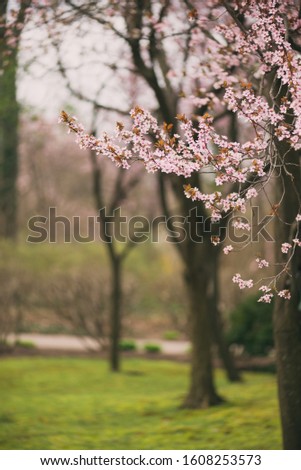 branches with cherry blossom flowers in the Spring