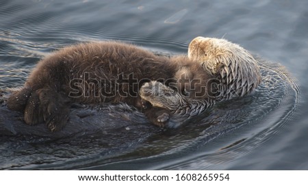 sea otter at morro bay pacific coast