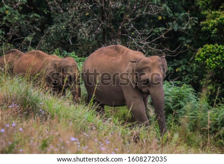 wild elephants, captured this picture at gavi village near thekkady, kerela India 