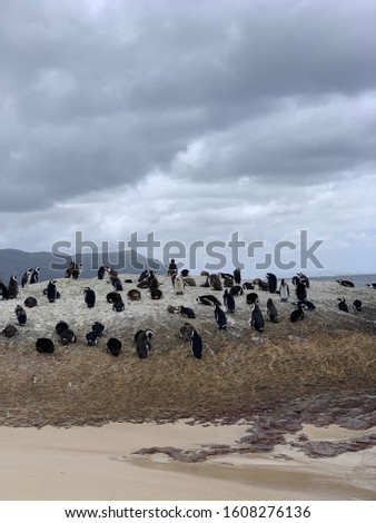 Dramatic picture with lots of penguins on rock at beach with dark clouds