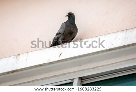 City Pigeon Perched on a Ledge on a Window