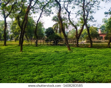 Picture of tree over green grass in Bangladesh