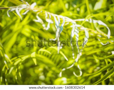 Natural view of green leaf on blurred background with copy space.