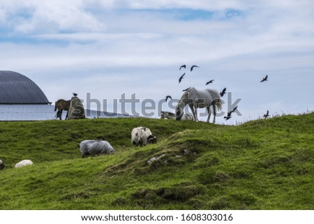 Rural landscape in Ireland - UK