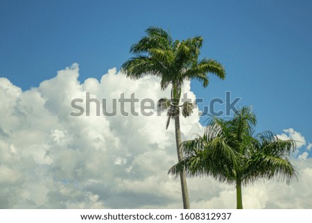 Tall and vibrant green palm trees with condensed white clouds and a blue sky as background 