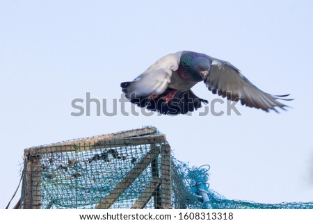 Racing breed of domestic pigeons that has been selectively bred for more speed and enhanced homing instinct for the sport of pigeon racing
