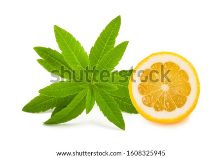 Louisa herb (beebrush)with lemon  isolated on white background Royalty-Free Stock Photo #1608325945