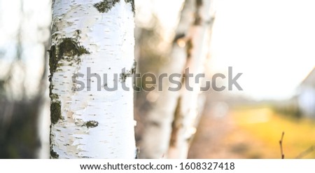 White and black birch trunks, woods in different focus. Betula forest