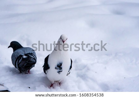 white dove in winter on snow