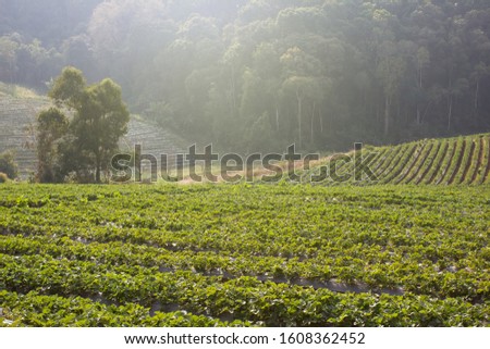 Sunrise on the rural farm with strawberry bush. Sun rays flares to strawberry plants.