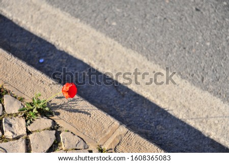 Lonely red poppy flower growing in asphalt, top view