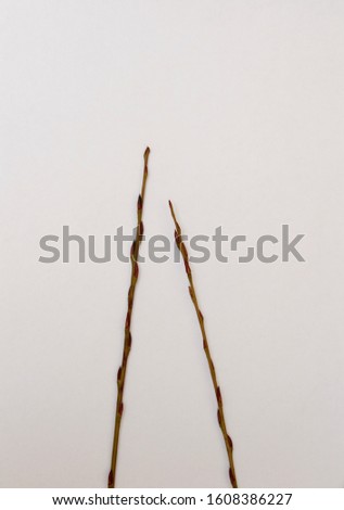 small tree branches on the table