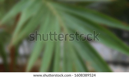 Abstract blurred tropical flowers slide background