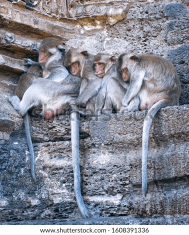 Monkey family sleeping together in buddhist temple