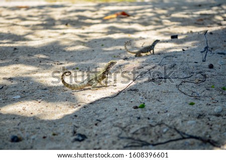 salamander on the sand climbing on the concrete wall near beach
