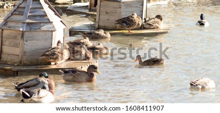 Wild Ducks In The Lake