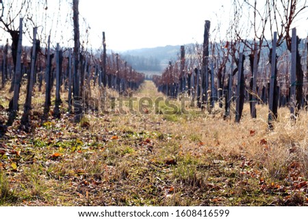 Grapes growing in the vineyards of Frushka Gora mountain in Serbia