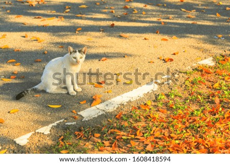 A cute cat Strolling in the area with dry leaves With a soft afternoon light Dry brown leaves on the ground As a beautiful background image.

