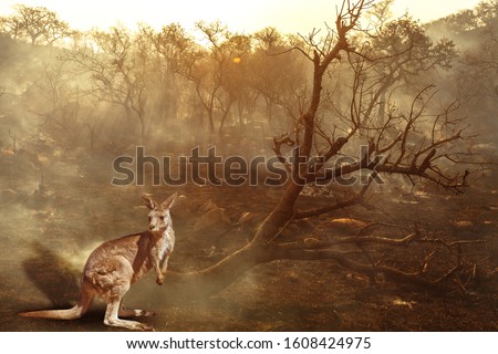 Composition about Australian wildlife in bushfires of Australia in 2020. Kangaroo with fire on background. January 2020 fire affecting Australia is considered the most devastating and deadly ever seen Royalty-Free Stock Photo #1608424975
