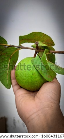 Guava has more sugar, starch, Vitamin C and more seed. It has more Vitamin C than any other fruit hence have a Guava a Day and avoid Doctor.  india January 2020