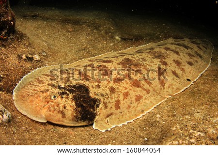 Moses Sole flat fish underwater