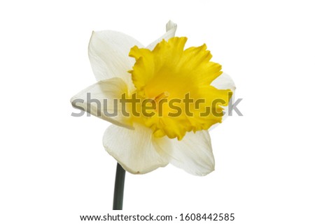 White-yellow daffodil flower isolated on white background.