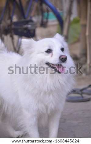 A white great pyrenees open its mouth 
