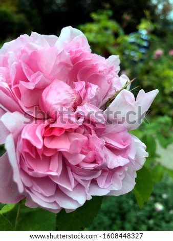 a picture of a rose