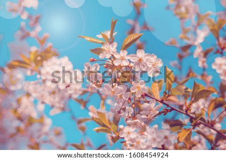 Spring cherry blossom in full bloom, abstract Sakura background. Toned